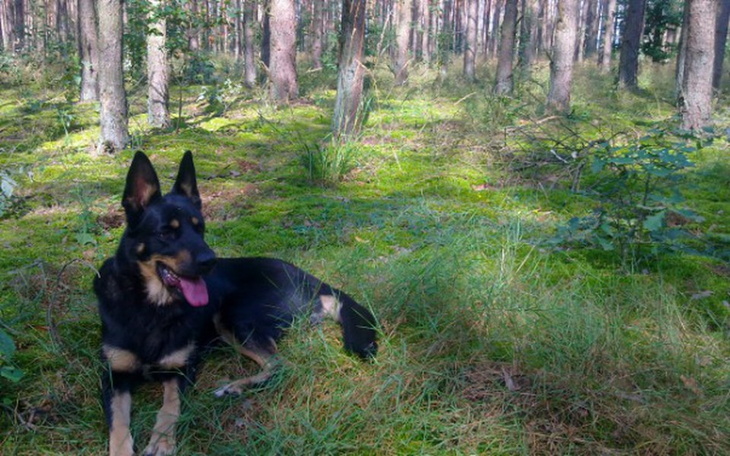 Zbiórka Misia prosi o wsparcie-niedowład - zdjęcie główne