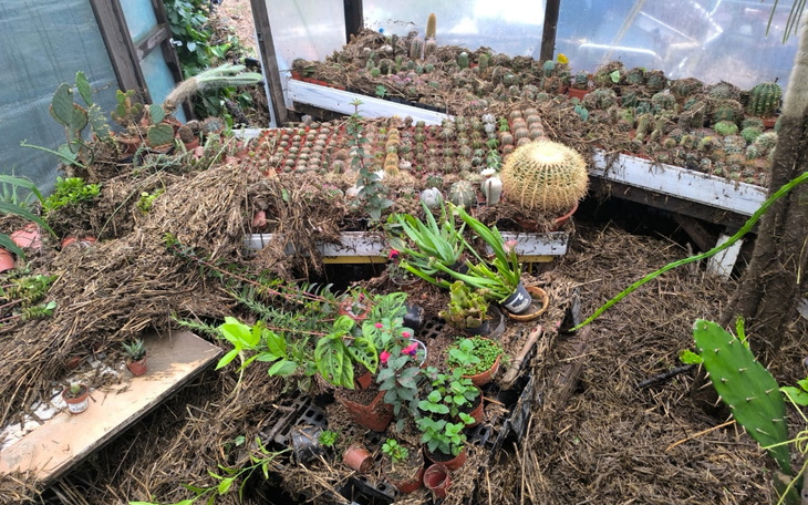 Zbiórka Uratujmy kolekcję kaktusów - zdjęcie główne