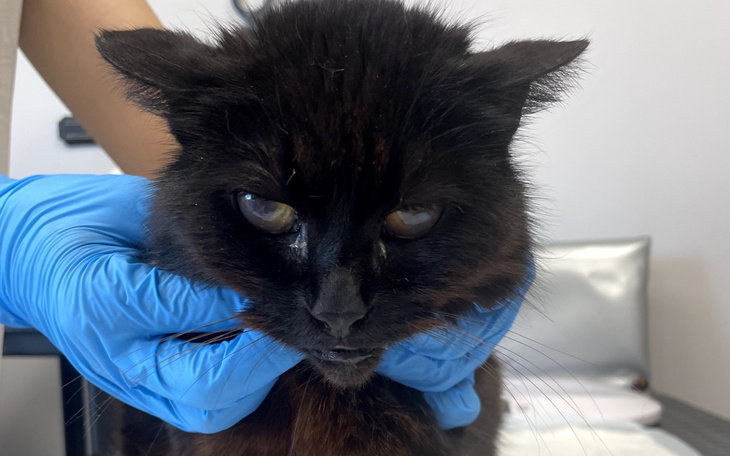 Czarny kot trzymany przez osobę w rękawiczkach.