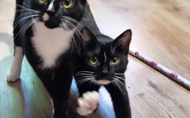 Zbiórka Pomocy Kastracja to podstawa - zdjęcie główne