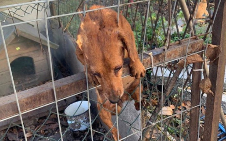 Zbiórka Biełka i Striełka - zdjęcie główne