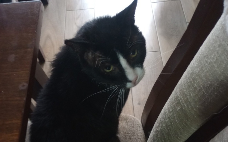 Zbiórka Usunięcie zębów beńka - zdjęcie główne