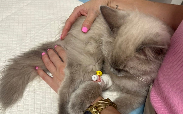 Zbiórka Mały ragdoll zapalenie otrzewnej - zdjęcie główne