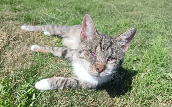 Szary kot leżący na trawie, z zamkniętymi oczami.