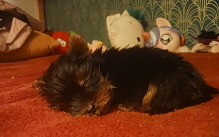 Zbiórka Operacja brzuszka małego yorka. - zdjęcie główne