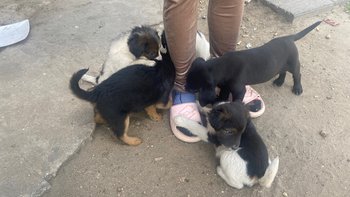 Zbiórka Dramat 15 zwierząt - Pomóż - miniaturka zdjęcia