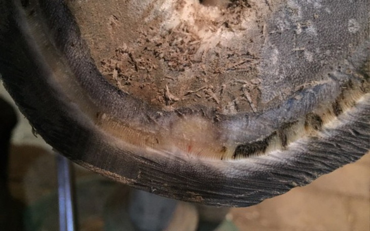 Zbiórka Operacja słupka rogowego - zdjęcie główne