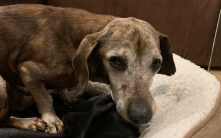 Zbiórka Chory jamnik z pustostanu - zdjęcie główne