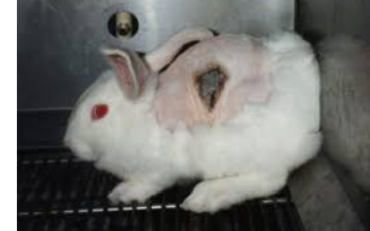 Zbiórka leczenie zwierząt po testach - zdjęcie główne