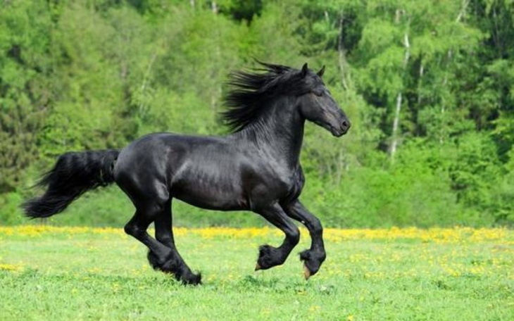 Zbiórka Na marzenie o Koniu - zdjęcie główne