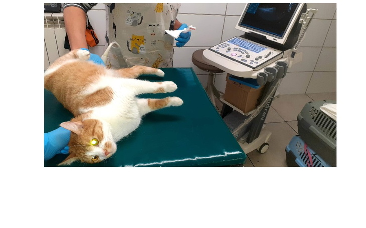 Zbiórka Migdał cierpi.. zabija go wirus. - zdjęcie główne