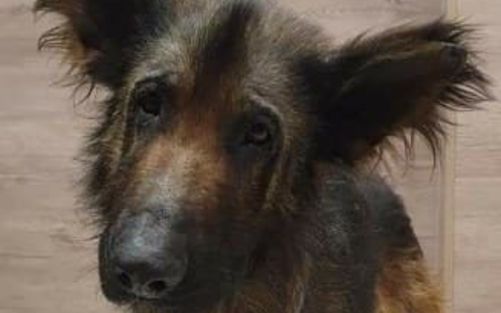 Zbiórka Uratujmy Bruna - zdjęcie główne