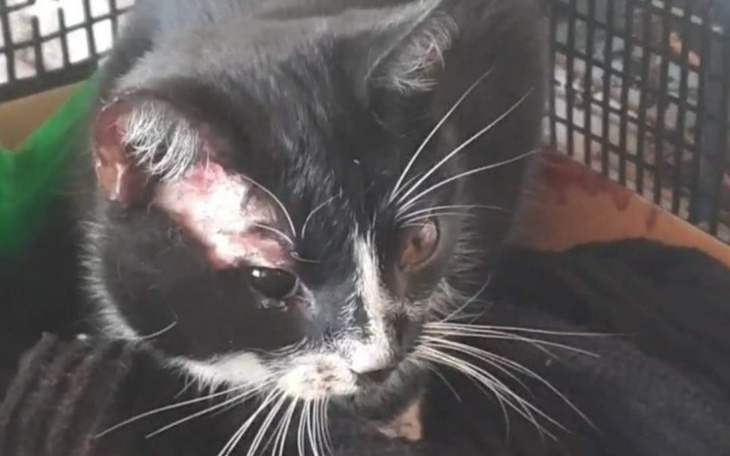 Zbiórka potrącony kotek - zdjęcie główne