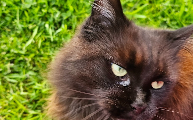 Zbiórka Nowe Siodło kociaki - zdjęcie główne