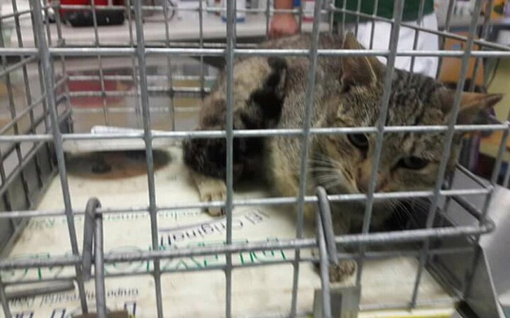 Zbiórka Wolny kulejący Kajtek - zdjęcie główne