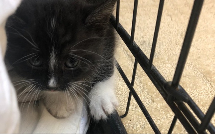 Zbiórka Podrzucony kociak - zdjęcie główne