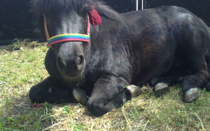 Zbiórka Wykupienie kucyka przed rzeznią - zdjęcie główne