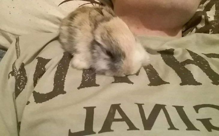 Zbiórka Operacja więzadeł króliczka - zdjęcie główne