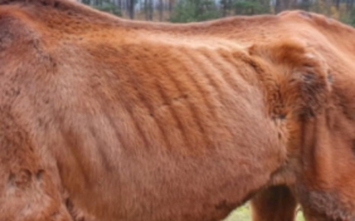 Zbiórka Zbieram na jedzenie dla koni. - zdjęcie główne