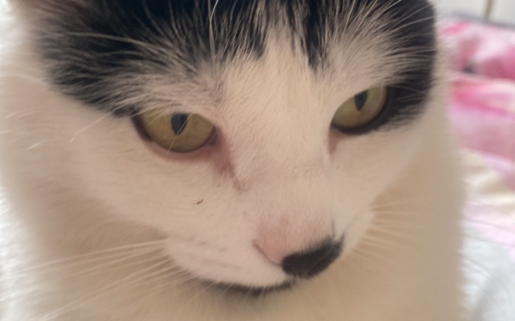 Zbiórka Mój kot ma problemy neurologiczn - zdjęcie główne