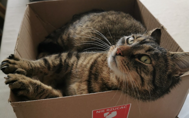 Kot leżący w kartonie, z ciekawym spojrzeniem.
