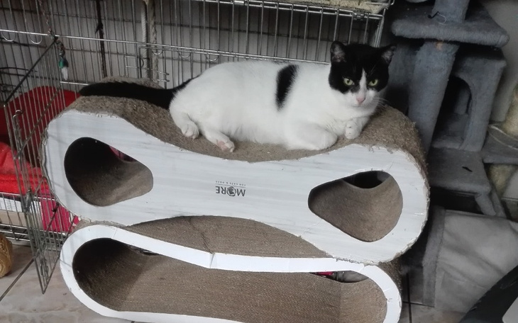 Zbiórka Na utrzymanie żorskich kotełków - zdjęcie główne