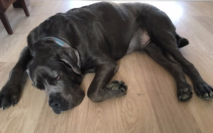 Zbiórka Minio-  pies złoto w potrzebie! - zdjęcie główne