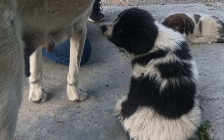 Szczeniak siedzący na podłodze, patrzący na osobę.