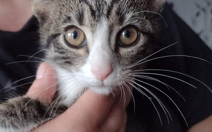 Zbiórka kociak rozdeptany przez krowę - zdjęcie główne