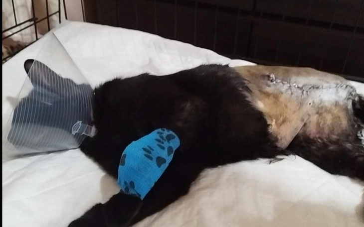 Kot po operacji, z opatrunkiem i kołnierzem ochronnym.