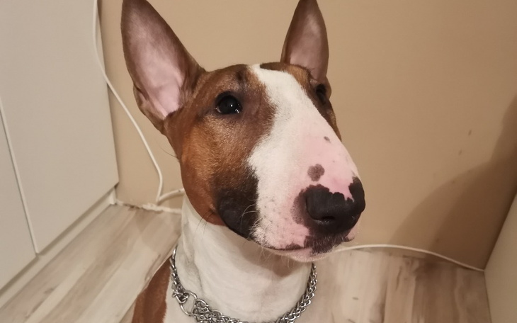 Zbiórka Operacja Zeusa - zdjęcie główne