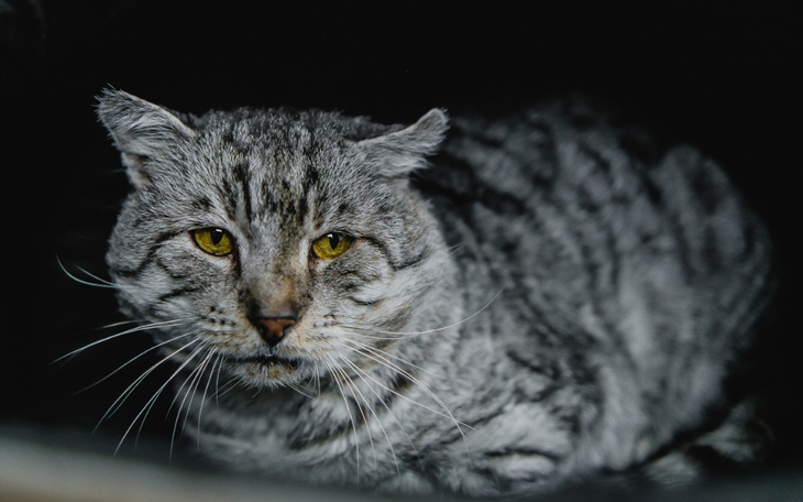 Zbiórka Pomóżmy Szarusiowi - zdjęcie główne