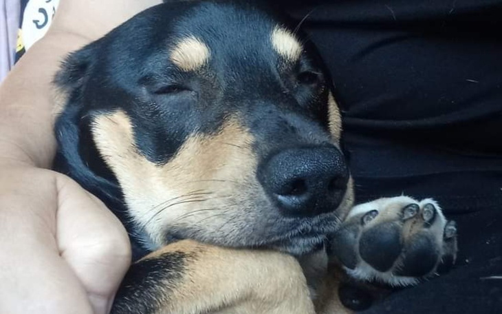 Zbiórka REOPERACJA-Ratujemy łapkę Lucka - zdjęcie główne