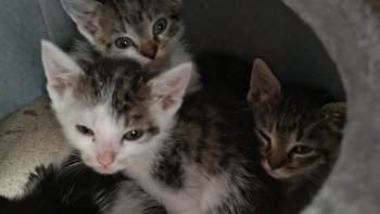 Zbiórka 9 kotów w potrzebie - miniaturka zdjęcia