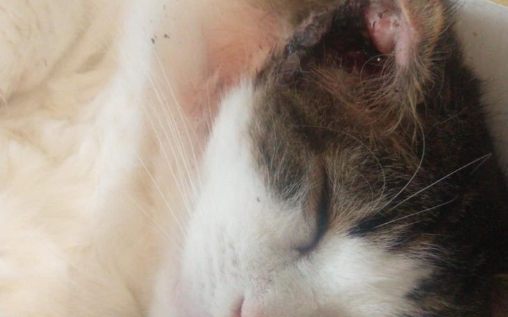 Śpiący kot z widocznymi uszkodzeniami ucha.