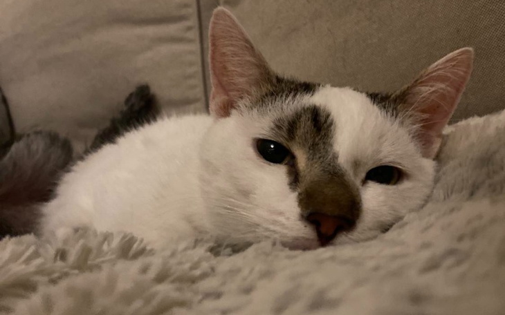 Zbiórka Na ratunek chorym kociakom - zdjęcie główne