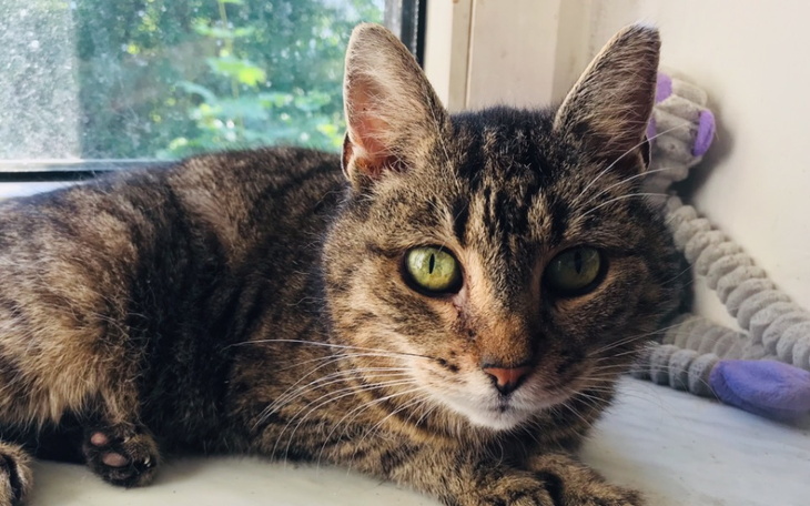 Kot leżący na oknie, z wyrazistym spojrzeniem.