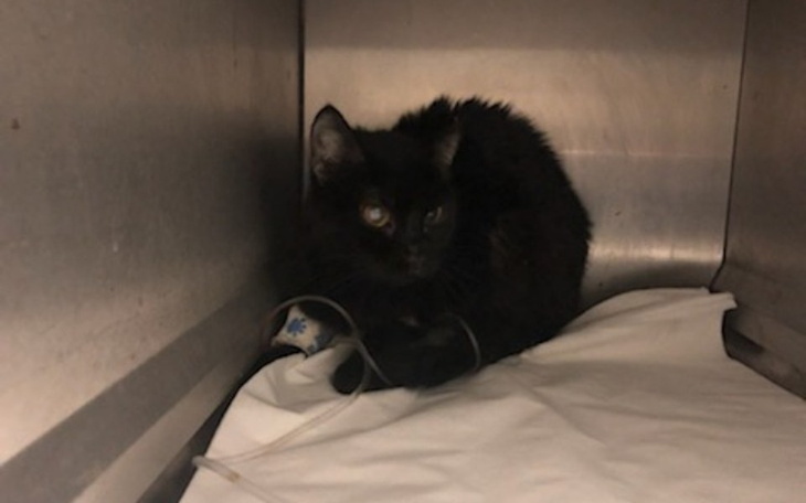 Zbiórka Walka Majki o 3 życie - zdjęcie główne