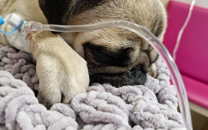 Pies rasy mops śpiący z kroplówką, na miękkim kocyku.