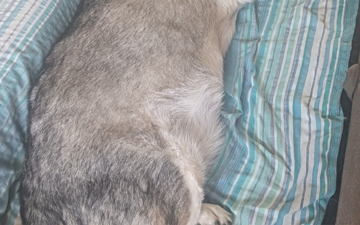 Zbiórka Ratowanie pieska z adopcji - zdjęcie główne