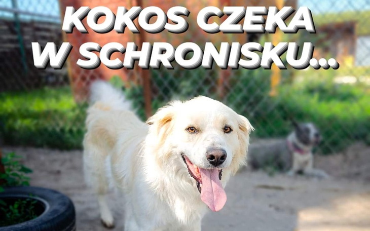 Zbiórka Na rachunek za prąd Korabki - zdjęcie główne