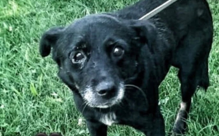 Mały czarny pies z wyrazem smutku na tle zieleni.