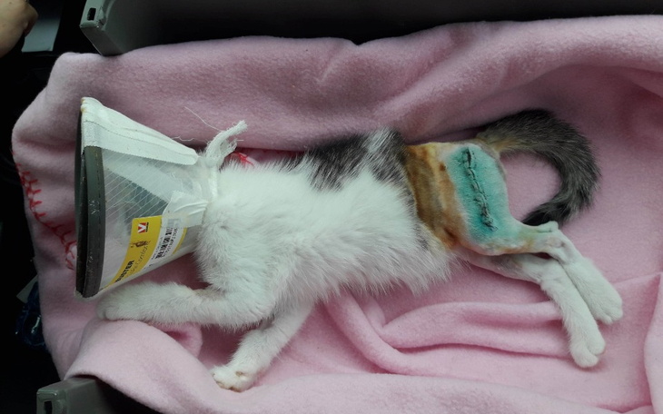 Zbiórka Pomóż Marcie stanąć na łapkach - zdjęcie główne