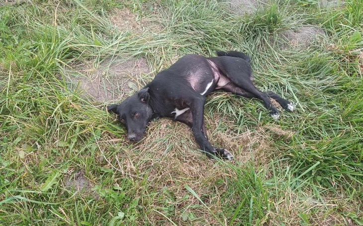 Zbiórka Potrącony, kaleki.. - zdjęcie główne