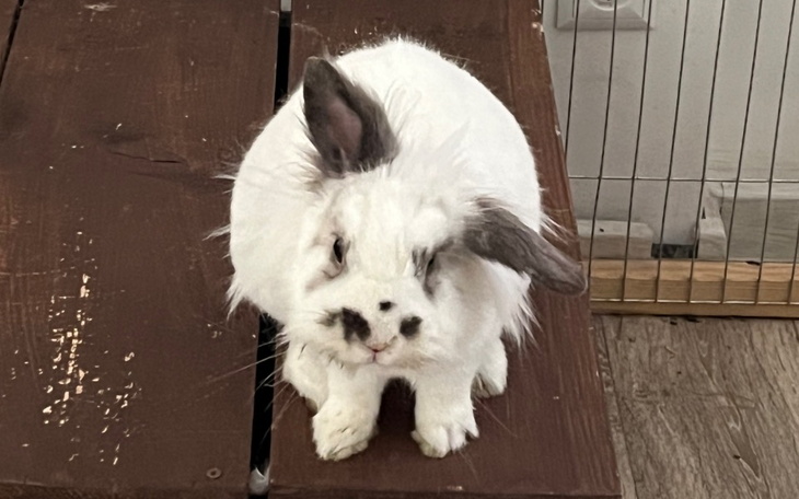 Zbiórka Leczenie Tosia - zdjęcie główne