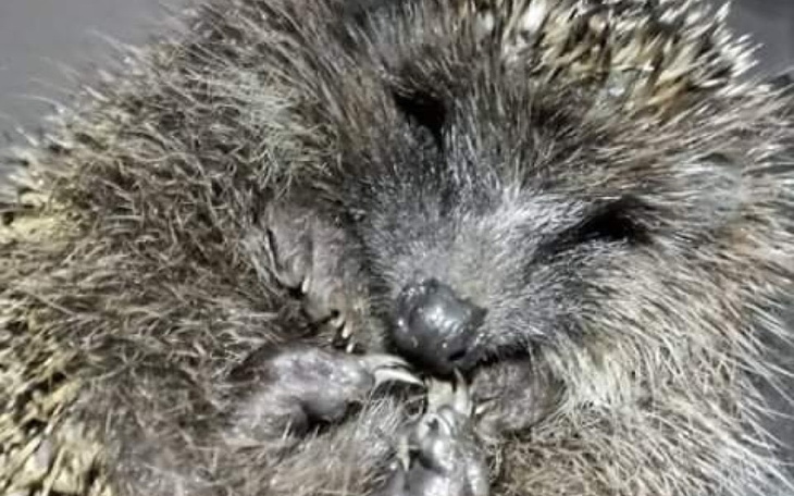 Zbiórka Na ratunek jeżom i gołębiom - zdjęcie główne