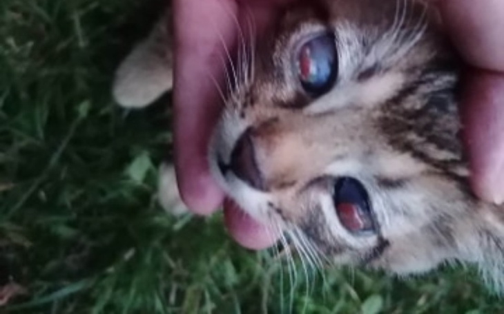 Zbiórka Kocie dziecko z chorymi oczami - zdjęcie główne