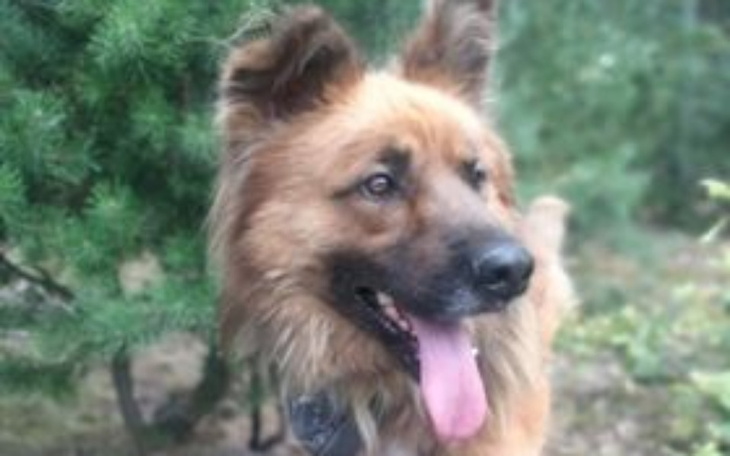 Zbiórka dla merdających ogonków - zdjęcie główne