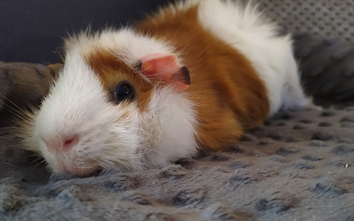 Zbiórka Leczenie Leosia - zdjęcie główne