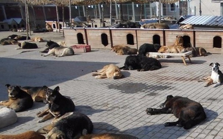 Zbiórka Wybieg dla psich staruszków - zdjęcie główne